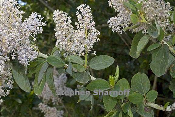 ceanothus leucodermis 4 graphic